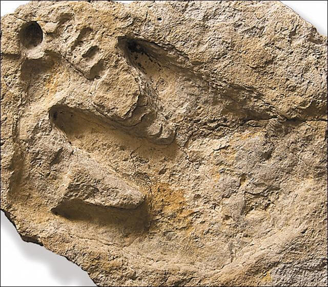 Dino Footprints with Man Footprints