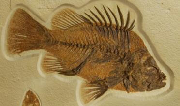 fish fossil